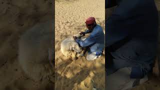 Sheep Shearing for Summer! Watch How This Man Prepares His Flock | #SheepShearing #AnimalCare #short