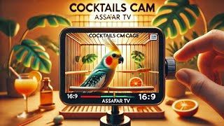 Cockatiel Cam: A Day in the Cage! | Assafar TV