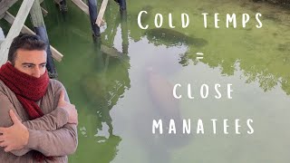 🐟 A cold day = close manatees! And a HUGE tarpon at TECO Manatee Viewing Center