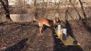 NoseWork развлечение для собак // MaliGuards Club K9