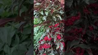 Ardisia Crenata: Jewel of the Garden