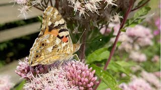 Painted Lady Butterfly