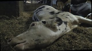 Todeskampf im Allgäu // SOKO Tierschutz e.V.