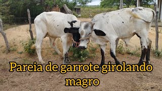 parei de garrote mestiço de girolando pra engorda