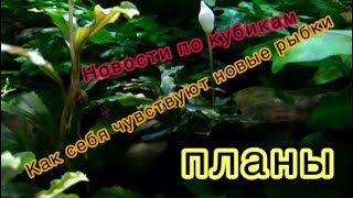 Как себя чувствуют новые рыбки. Обзорное видео по аквариумам. Что планирую делать ещё.