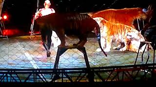 Ya no más de esto tigres en  Circo Ringling Brothers