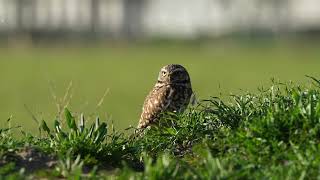 Burrowing Owl at Sunrise