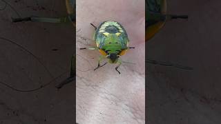 Look at this little stinker !! Green stink bug ,#amazing #outdoors #finds #crazy #bugs #nature #fun