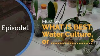 Episode 1: What is the fastest way of growing Orchid Roots: Water Culture or .......