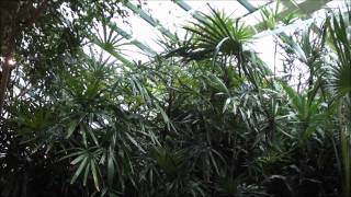 Tropical Exotic Plants Center Parcs Longleat