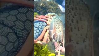 Big Lobster in Shallow Water - Catch n Cook (4K) #shorts