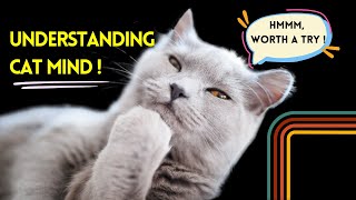 Understanding the Way Cats Think | Familiarizing Oneself with Cat Mind