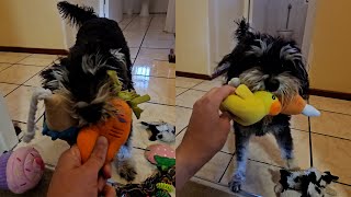 Miniature Schnauzer Wants All Her Toys