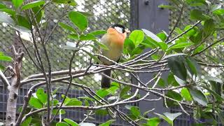 bird.241001401p10yl-leiothrix argentauris 銀耳相思鳥 (silver-eared mesia)-A002C01