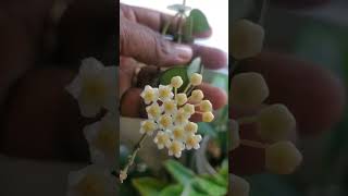 A Bloom from Super Silver! #plantgoals #plants #nature #hoya #houseplants