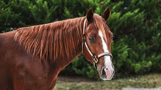 LOT #2113 HOT SPOT Sells Dec 3rd. Western Bloodstock NCHA Futurity 2YO Sale