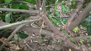 2) Intensively pruned 4-year-old Tango trees, Seville