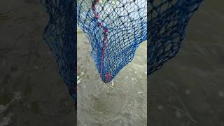 Shorts. How to catch  orange tail carp using net. Smart little fish😂