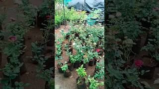 Plant Nursary 🌹#shorts #rose #viral #phoolgulabka #plantlover #snehalnayse