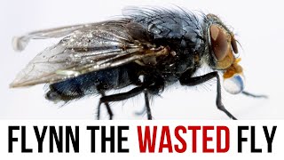 Flynn the wasted fly