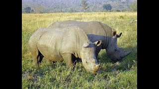 🦏  Rhinoceros – 5 Species Mnemonic and a Rhino in a Pickup Truck!