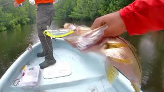 PESCANDO con lluvia ROBALOS, SABALOS = ceviche en el MANGLAR