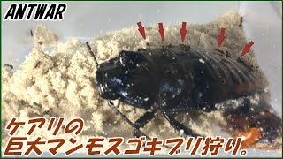 蟻戦争Ⅲ＃81 5000匹のケアリvs切断されてないマダガスカルゴキブリ～アリのマンモス狩り～編～5000ants vs Big roach～