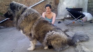 تدريب الراعي القوقازي على الهجوم يدافع عن صاحبه Training Caucasian Shepherd to attack