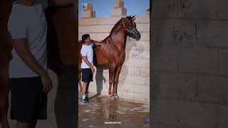 Arabian proud horse🔥|اسب مغرور عرب🔥#animals #horse #arabic #cavalo #حصان #عرب #اسب