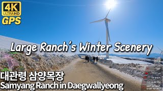 4K Korea Drive | Large Ranch's winter scenery, Daegwallyeong Samyang Ranch, Gangwon 대관령 삼양목장(삼양라운드힐)