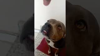 Dog Barking | Pitbull Dog | #shorts #viral #dog