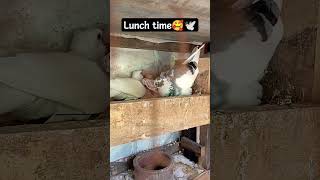 Cute Pigeon having lunch🥰21 Day's old babies 23 april. #viral #birds #youtube #youtubeshorts #cute.