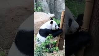 Panda gigit bambu #shortvideo #yearofyou #shorts #panda