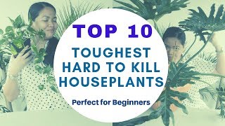 Top 10 Toughest and Hard to Kill Houseplants | EP 07