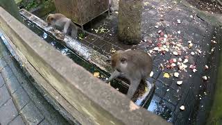 Парк обезьян в Убуде, Monkey Forest Padangtegal Ubud, Индонезия, Бали, Убуд 2024 часть 6