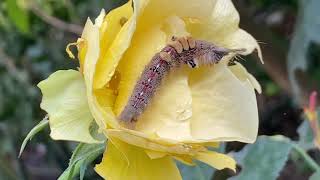 Besucher in unserem Garten