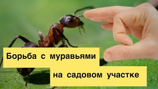 Борьба с муравьями на участке