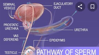 Female and male reproductive part 3d (pathway of sperm and ova)