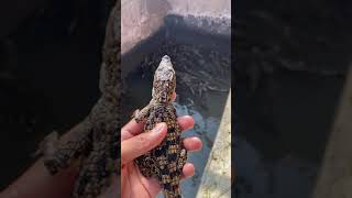 Crocodile farm | Pet Crocodile feeding | Crocodiles farm in china | How to Crocodile give birth