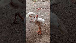 Filhos do Polaco Branco Pintado #chicken #criarepreservar #criacoes #criatorio #animals #galinhas