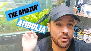 The Amazin' Ambulia