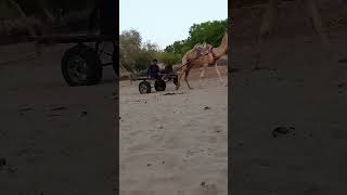 #desert #beautiful #camel #video #viral