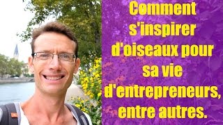 Comment prendre exemple sur un oiseau pour sa vie d'entrepreneurs, entre autres