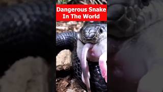 Most Poisonous Snake In The World #shorts