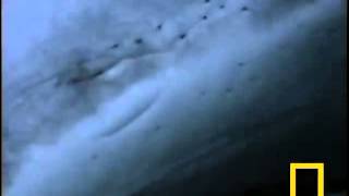 Great White Shark, Carcharodon carcharias attack seals