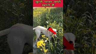 कुत्ते घास क्यों खाते हैं ❓🐕‍🦺🐕‍🦺 why dogs eat grass #shorts #dog #pitbull #dog