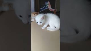 Playful Beautiful adorable kittens 💞😍 to have as pets #kittens #cats #pets