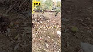 #garden #всебудеукраїна #nature Hens eat a corn