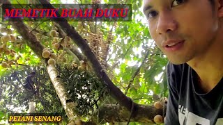 PANEN BUAH DUKU || PETIK LANGSUNG DI ATAS POHON