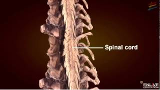 The Nervous System